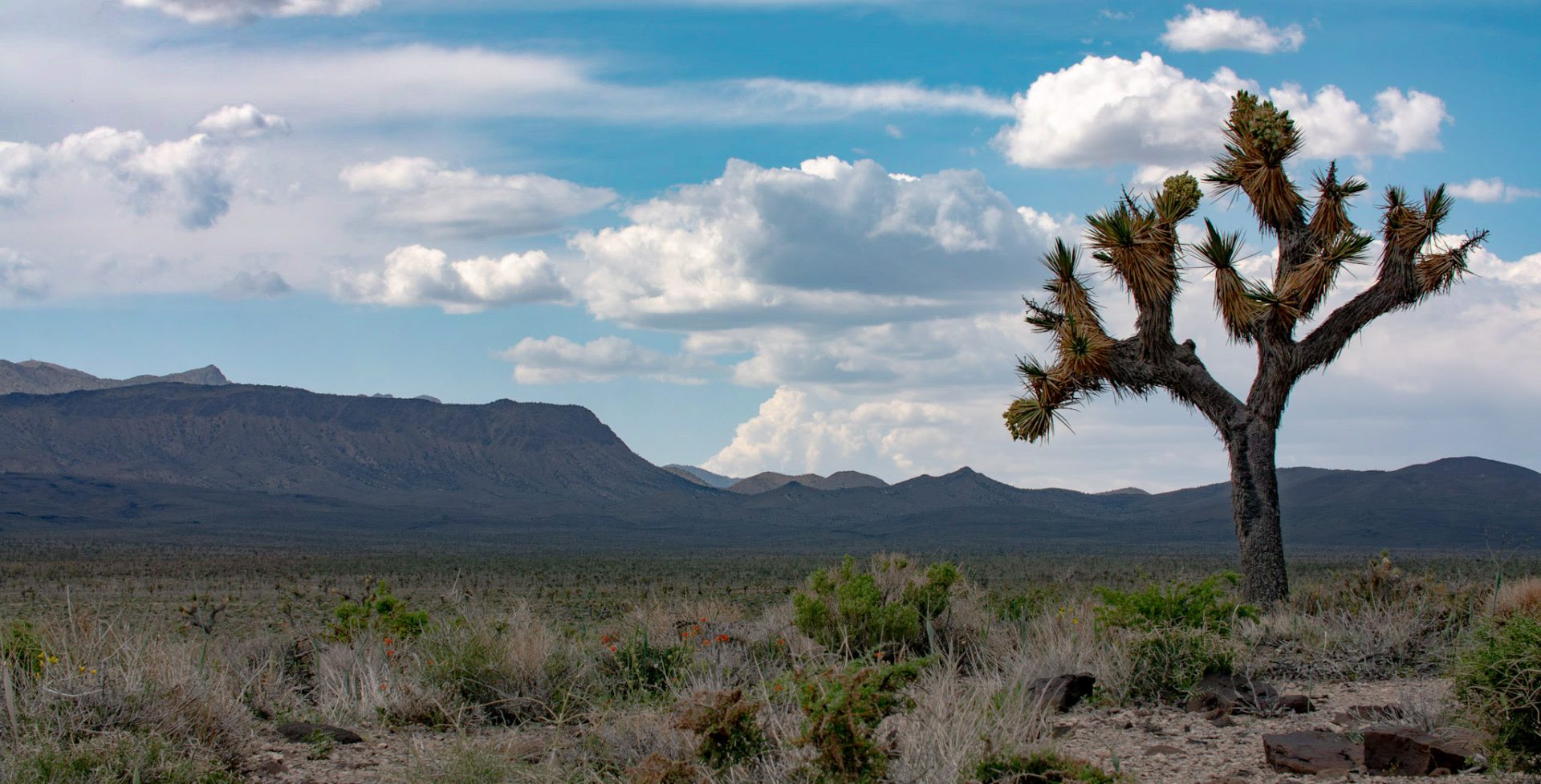 Make Your Voice Heard: Tell the BLM You Do Not Want Drilling On Conglomerate Mesa!